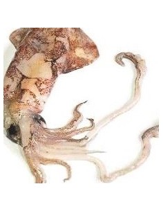 CHIPIRON SUCIO