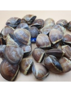 ALMEJA MARRON