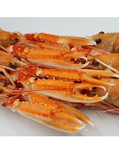 CIGALA 0