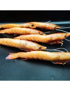 LANGOSTINO SALVAJE