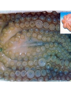 PULPO + 3KILOS
