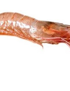 GAMBAS PINK