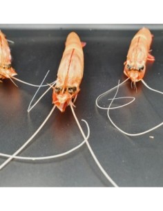 LANGOSTINO B/1