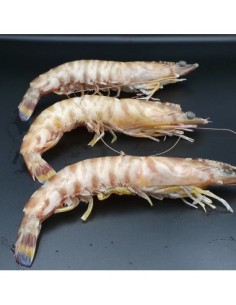 TIGRE MEDIANO