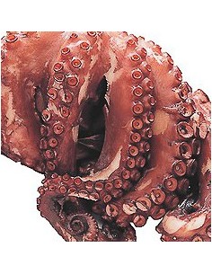 PULPO + de 2 kilos