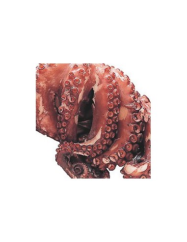 PULPO + de 2 kilos