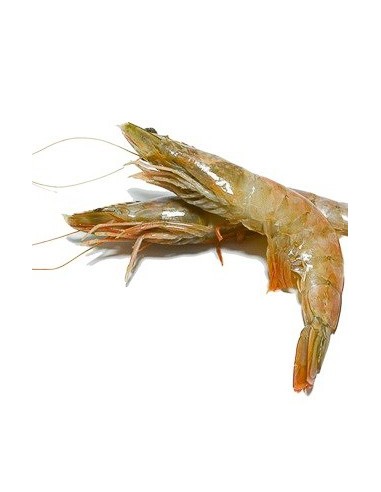 langos.YUMBO 20/30