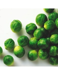 COLES DE BRUSELAS